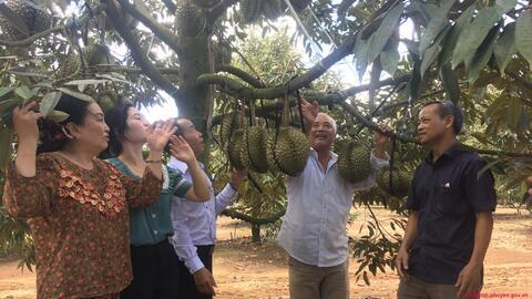 Sầu riêng Sông Hinh vào mùa thu hoạch quả