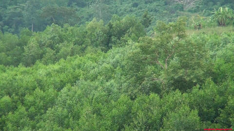 Dịch vụ môi trường rừng tiếp sức cho công tác bảo vệ rừng và giảm nghèo bền vững